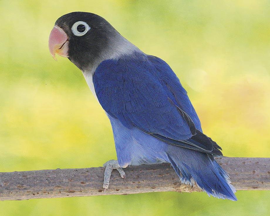 Oiseaux De Compagnie — photo 12