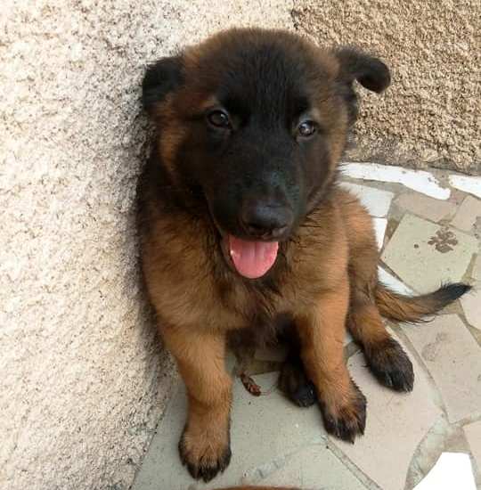 Chiot Berger Belge TELEVREN Pure Race — photo 3