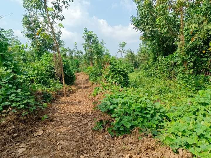 TERRAIN A VENDRE AZAGUIE-N'BROME — photo 2