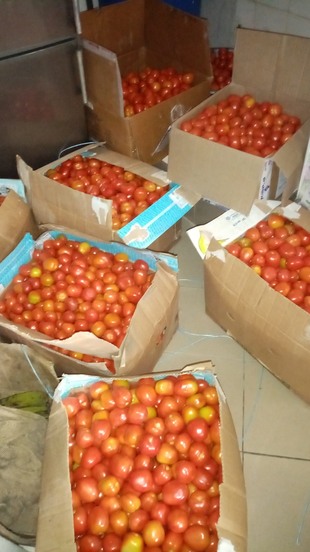 Tomates Ferme de Qualité — photo 5