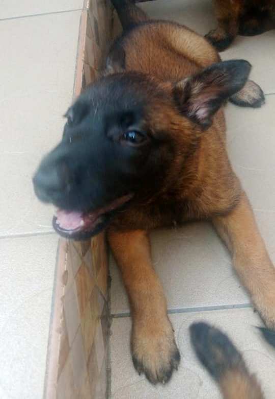 Chiot Berger Belge TELEVREN Pure Race — photo 12