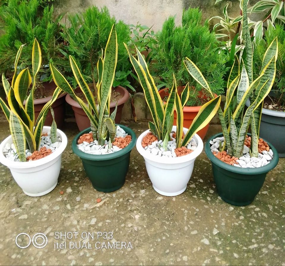 pots de sanseviria — photo 2