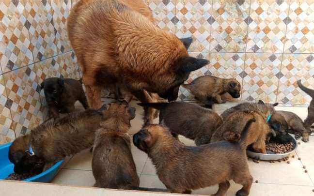 Chiot Berger Belge TELEVREN Pure Race — photo 6
