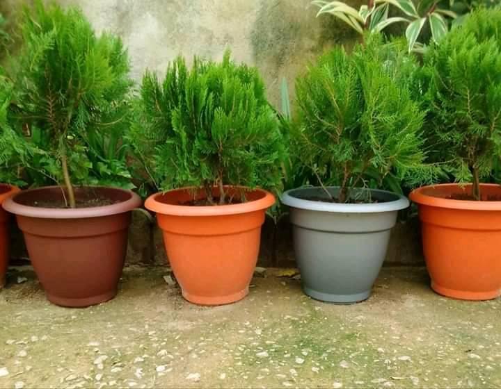 pots de Sapins — photo 2