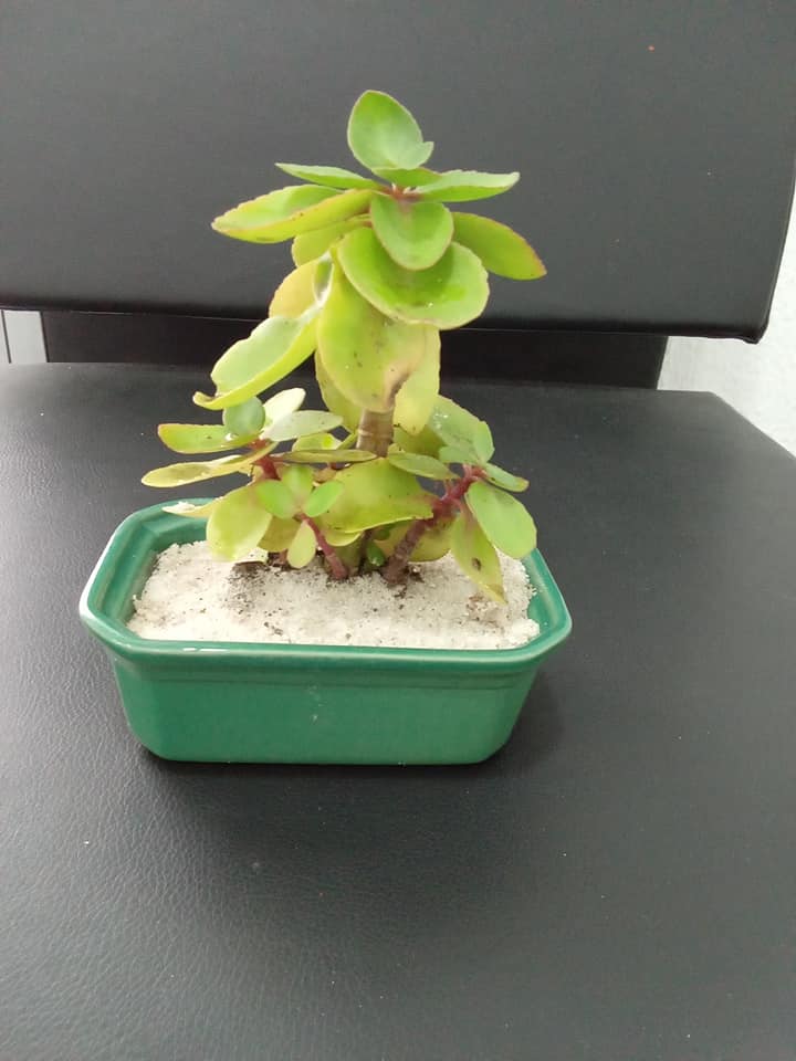 Plantes Naturelles — photo 15