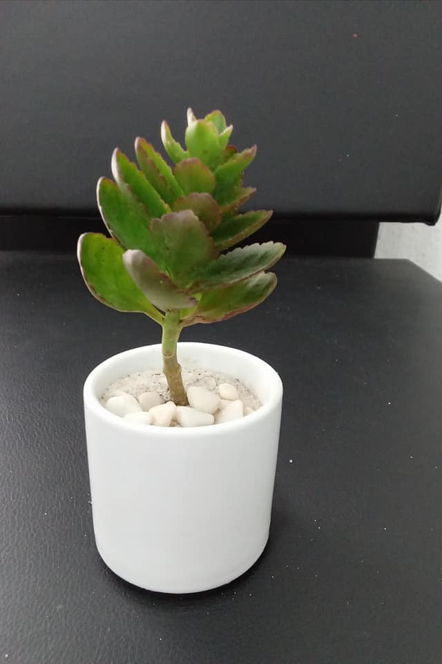 Plantes Naturelles — photo 17