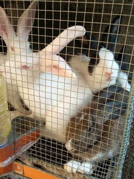 Lapins — photo 4