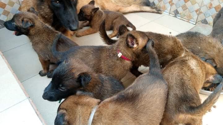 Chiot Berger Belge TELEVREN Pure Race — photo 8