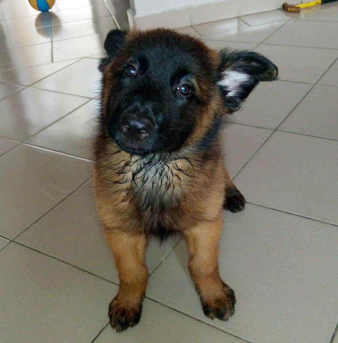 Chiot Berger Belge TELEVREN Pure Race — photo 2