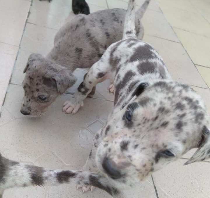 Chiots Dogue Allemand