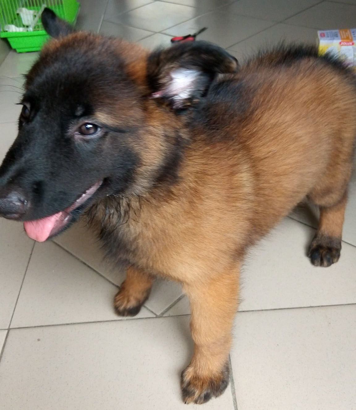 Chiot Berger Belge TELEVREN Pure Race — photo 5