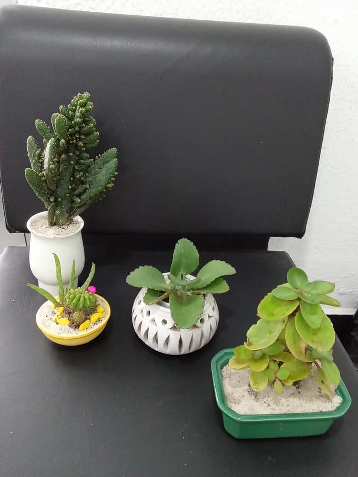 Plantes Naturelles — photo 12