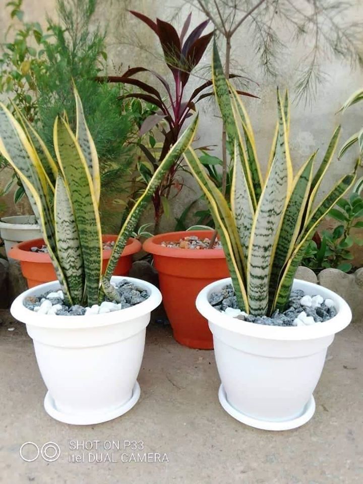 pots de sanseviria