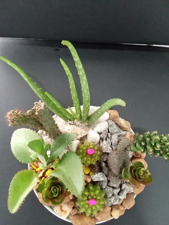 Plantes Naturelles — photo 13