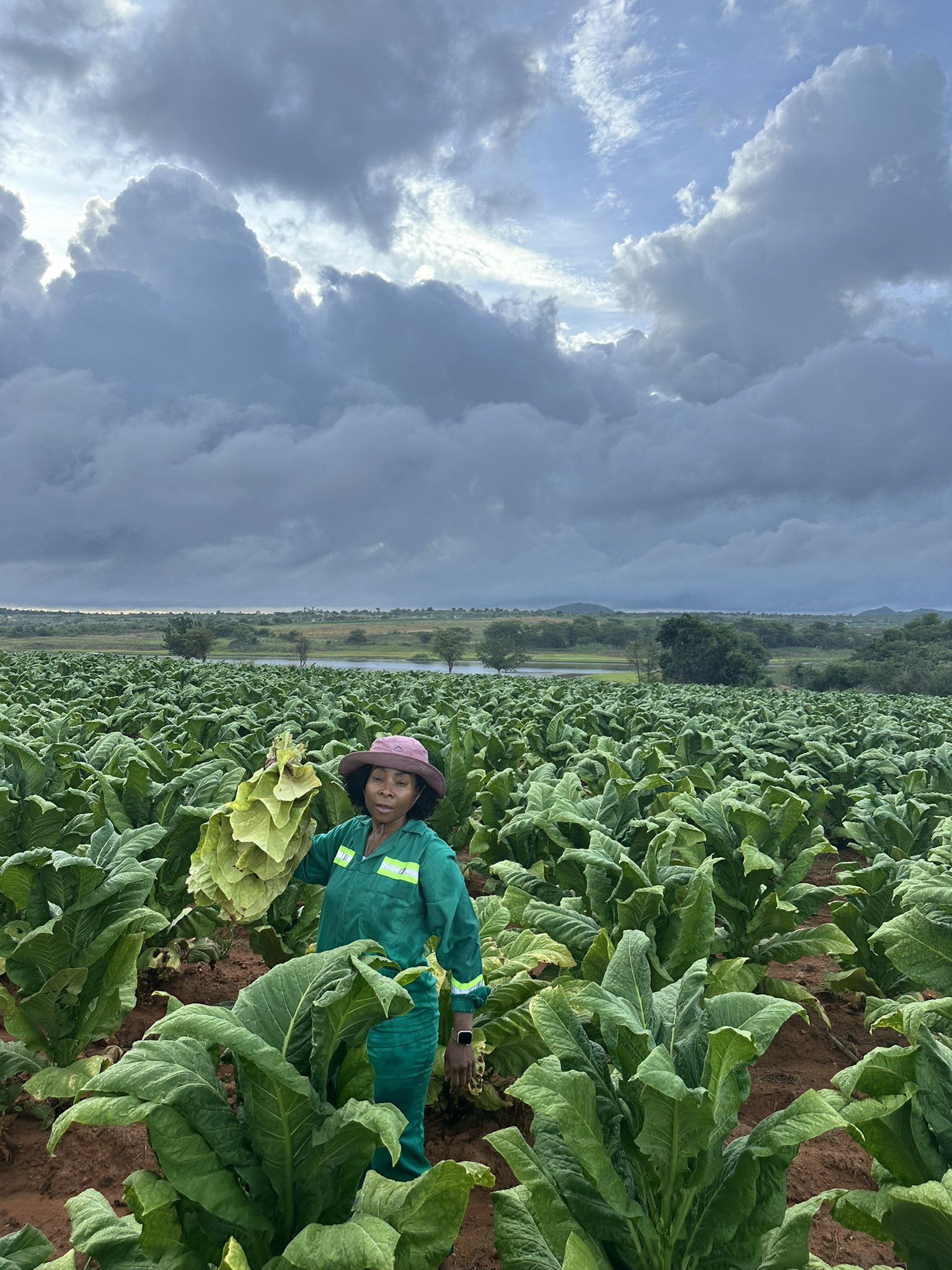 Tobacco Growers | Tobacco Suppliers and Export Near Me Tobacco +27631501216 Germany, Italy, France, Russia,