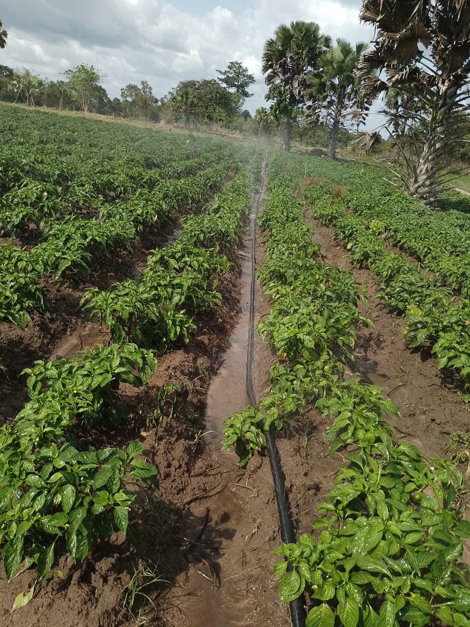 Système d'irrigation LASER SPRAY — photo 4