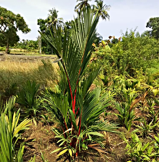 VENTE DE PLANTES RARES