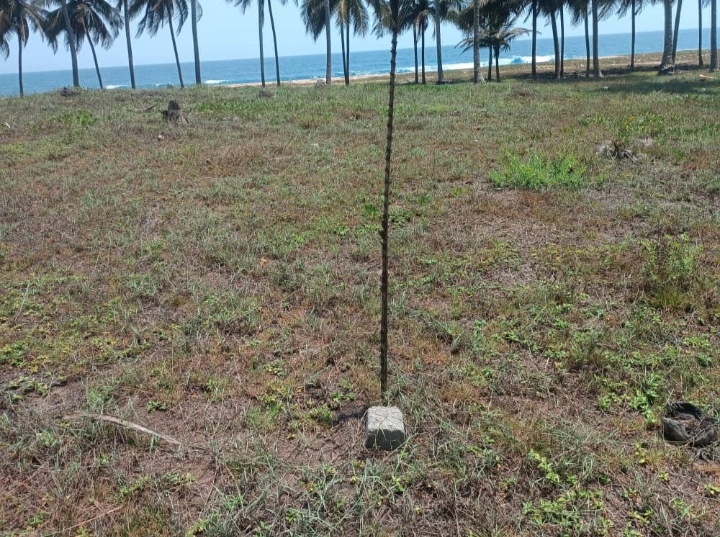 1 HECTARE EN BORDURE DE MER A JACQUEVILLE AVAGOU — photo 2