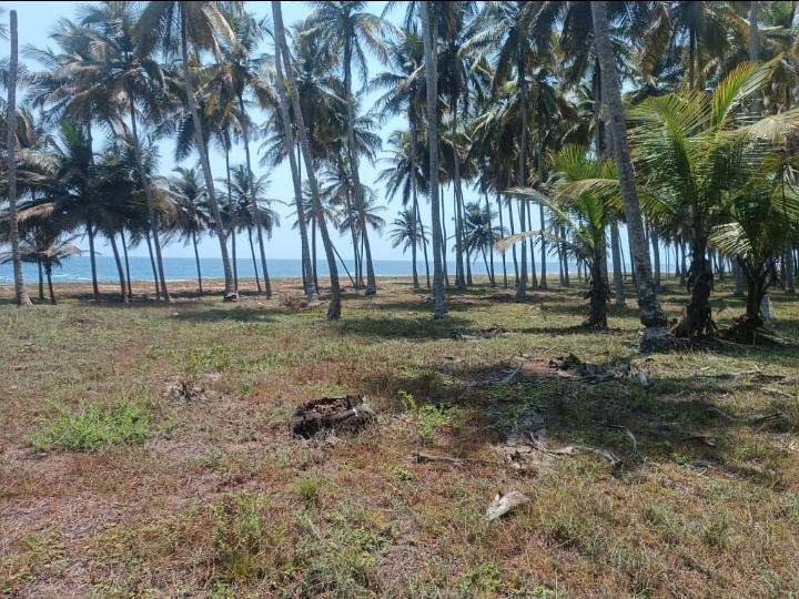 1 HECTARE EN BORDURE DE MER A JACQUEVILLE AVAGOU — photo 4