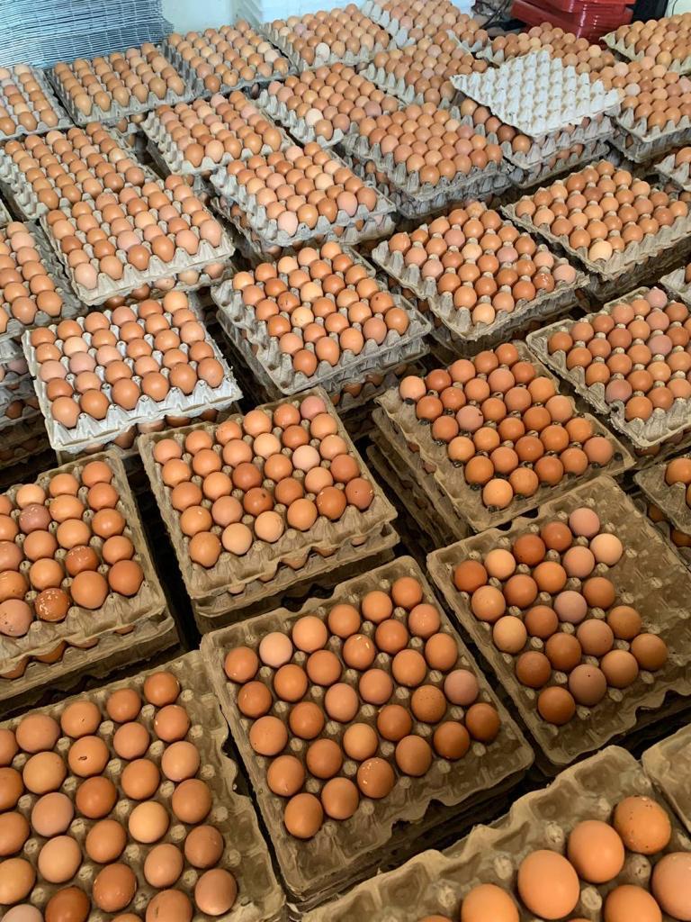 VENTE D'OEUFS EN GROS